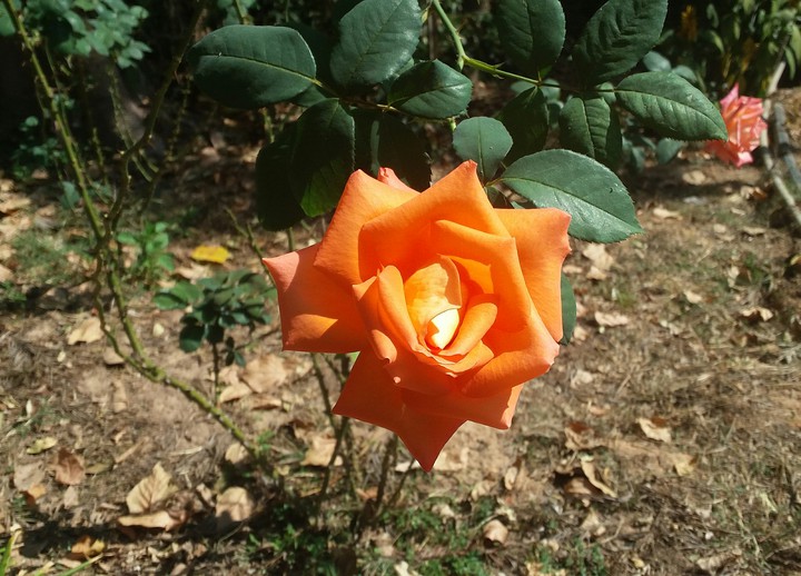 Orange Rose 2