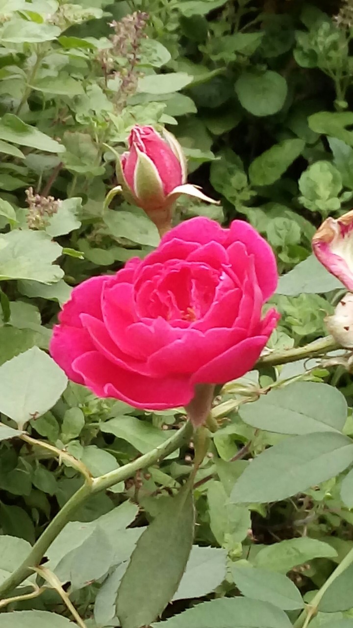 rose