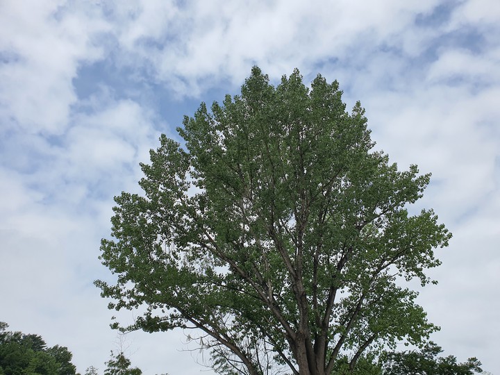 tree
