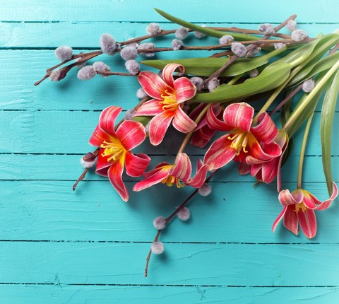 hình nền plant, flower