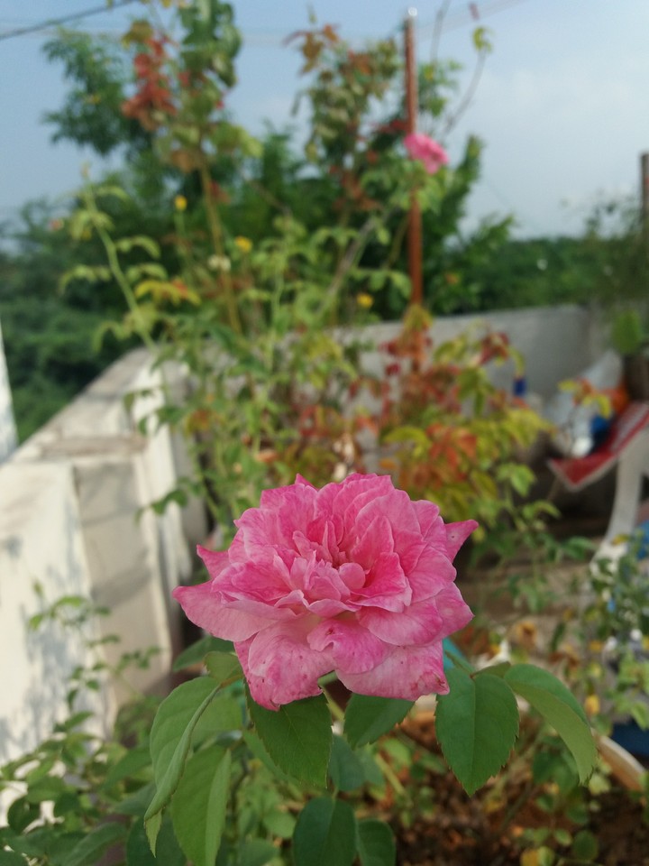 paneer rose
