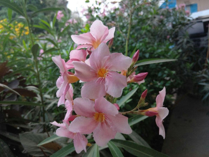 cool climate with peacefull colour pinkflower 