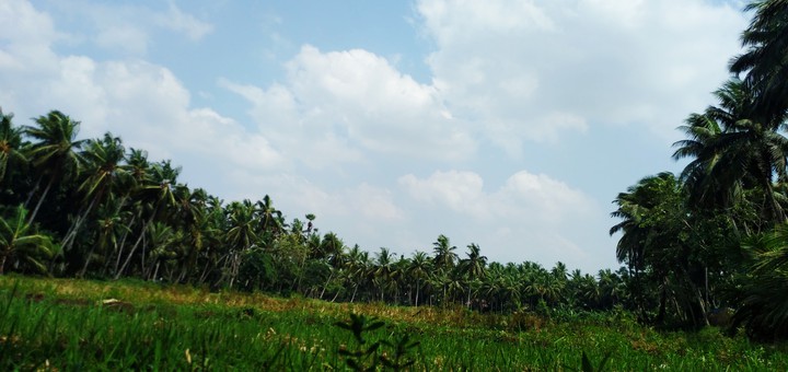 nature