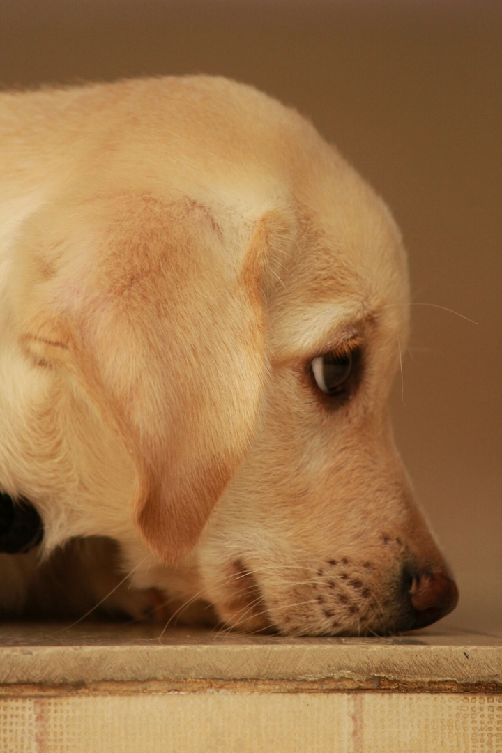 Labrador retriever