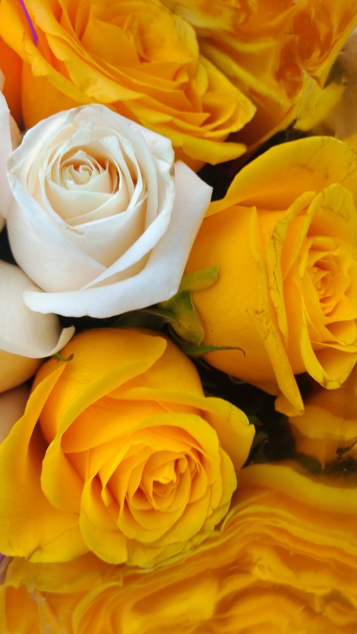 roses d' amour
