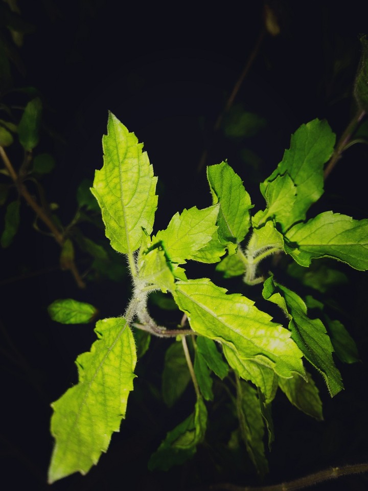 Tulsi