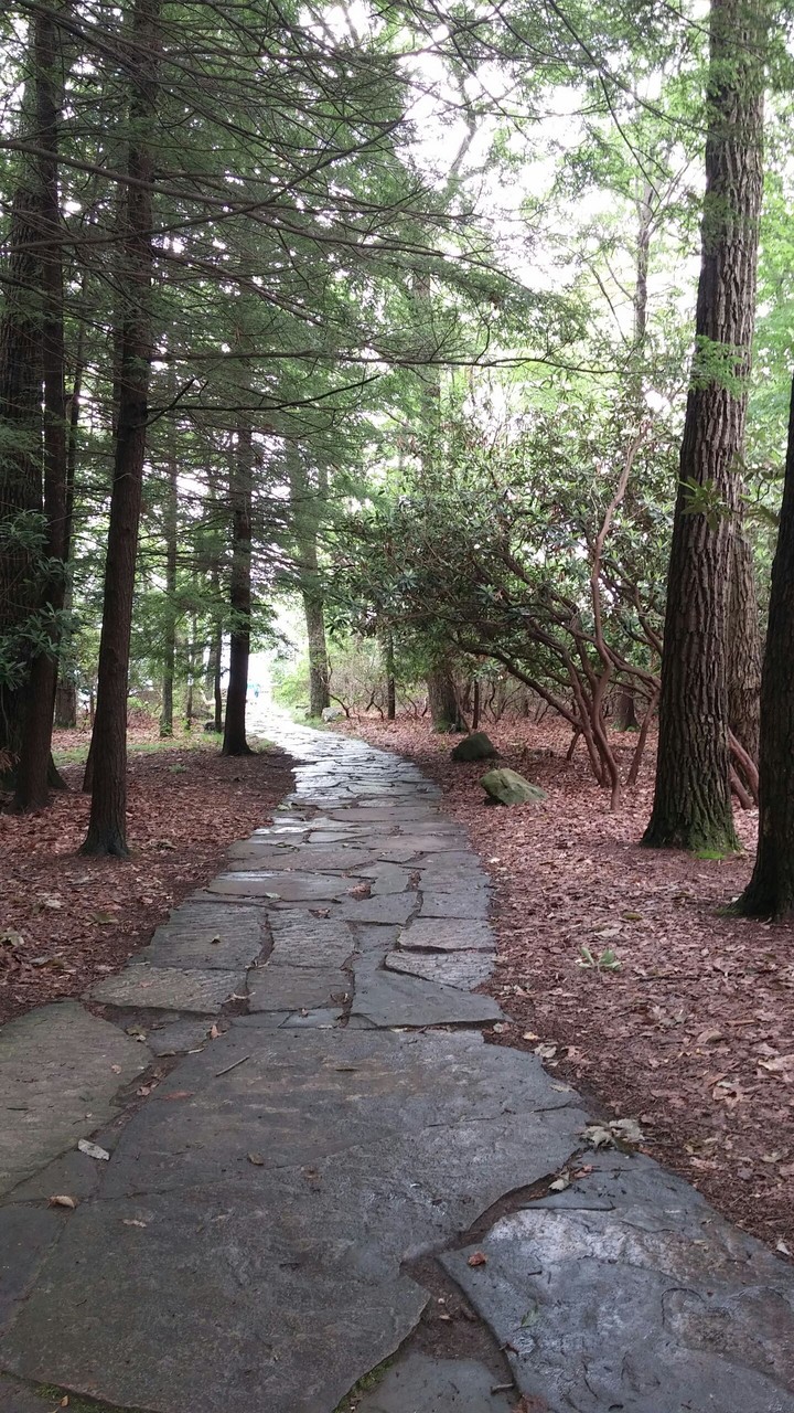 wood trail