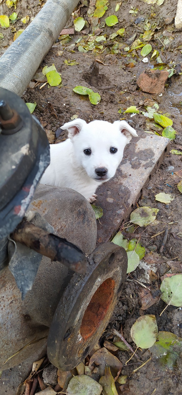puppy
