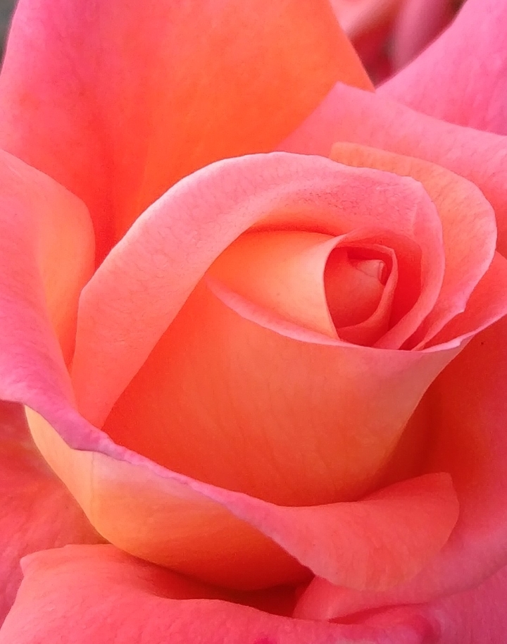silent love