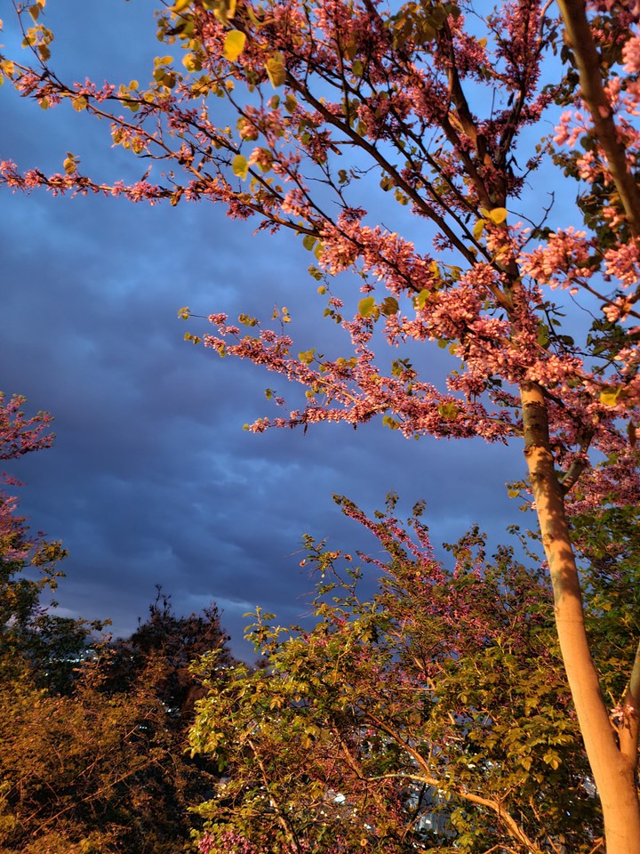 evening sky