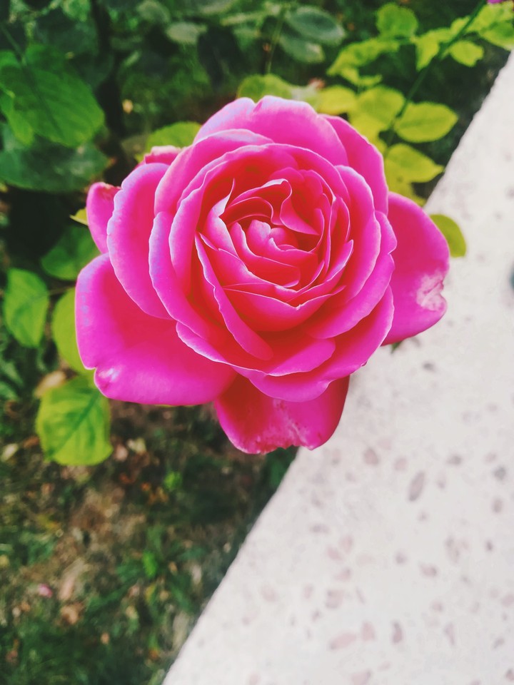 Pembe gül