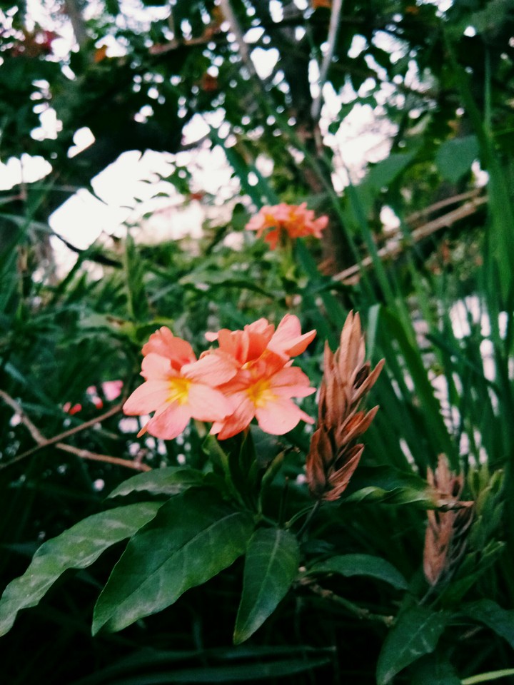 flower