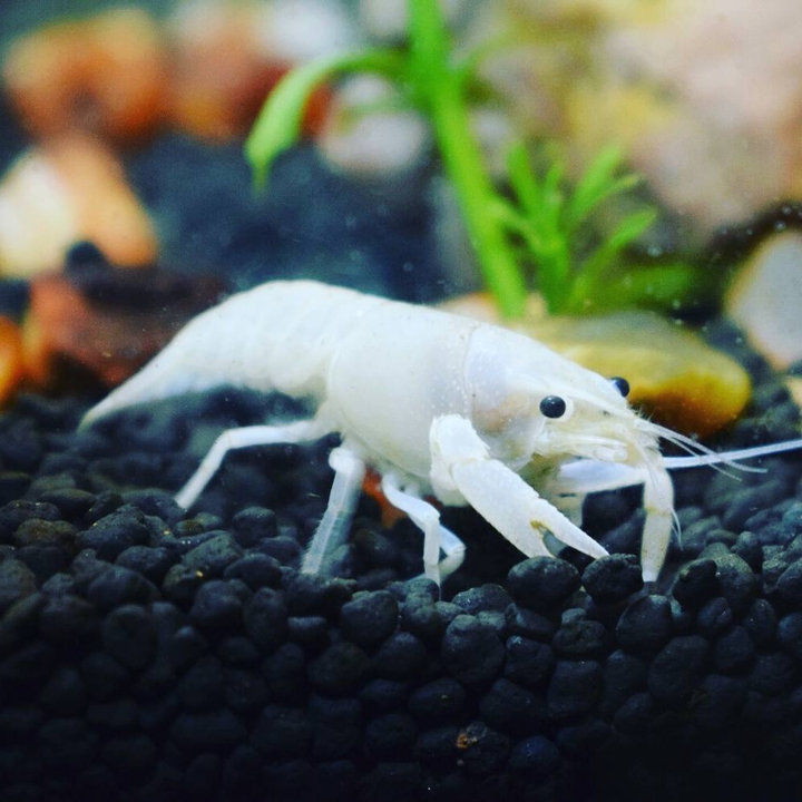 lobstar