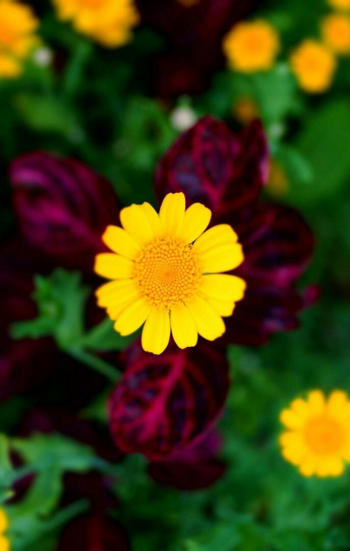 Flower | Nature