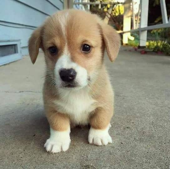 puppy