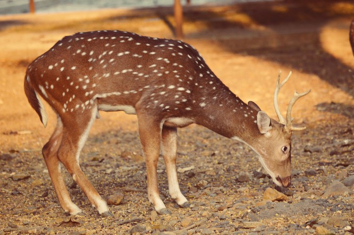 Deer