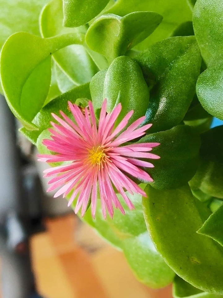 Petals & Pink