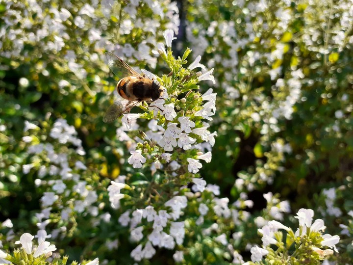 Bee happy