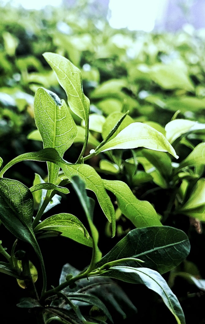 Green Leaf