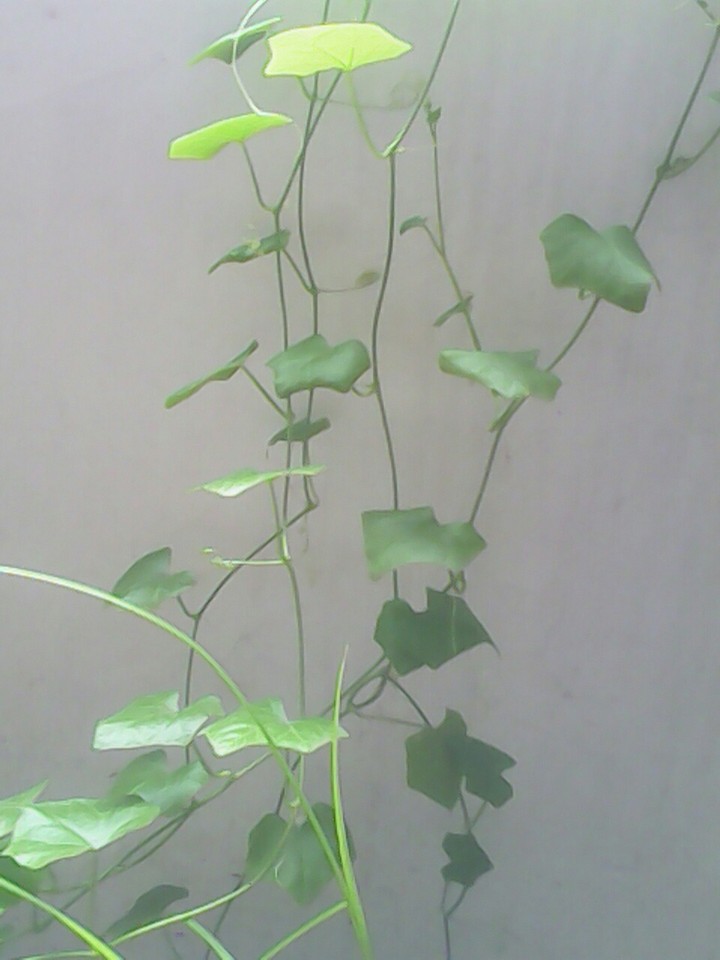 The Climber