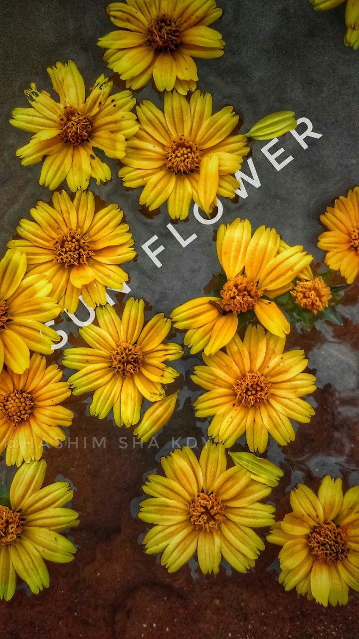 sun flower