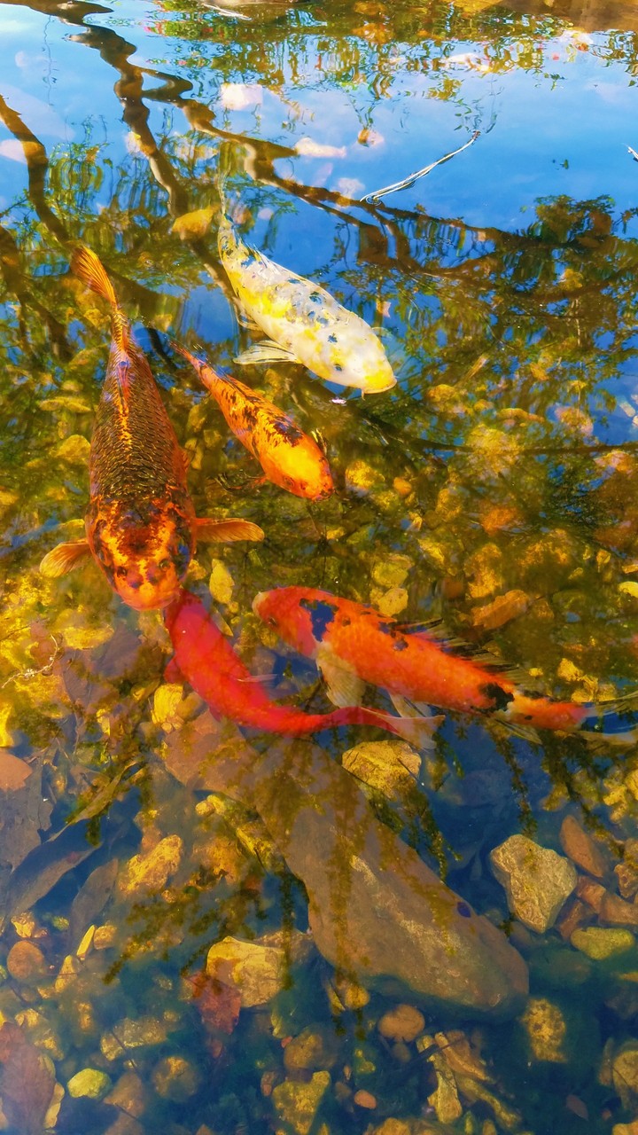 koy fish