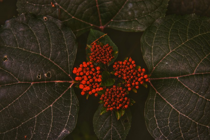 Clerodendrum bungei steude