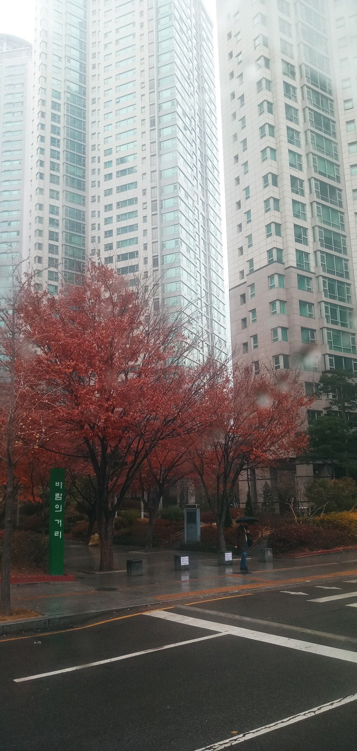 비내리는 "바람의 거리"