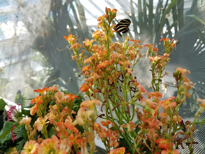 Butterfly on d flower