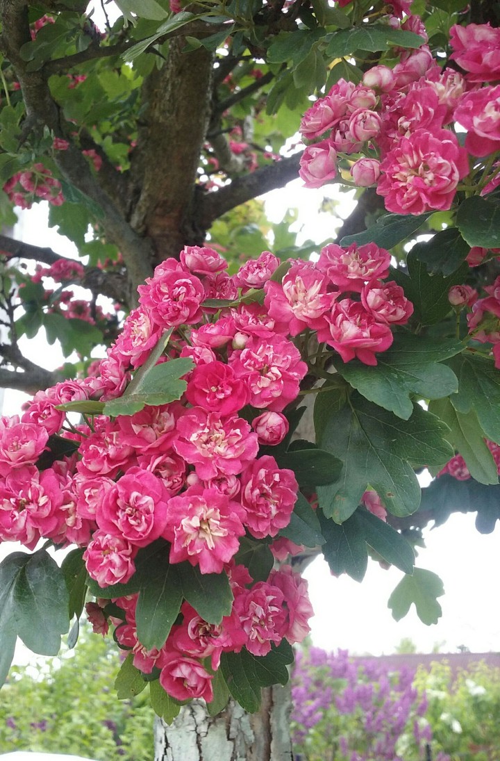 flower in the tree