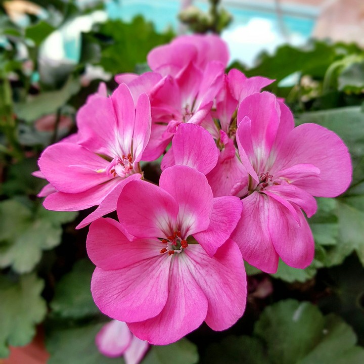 Pink flowers