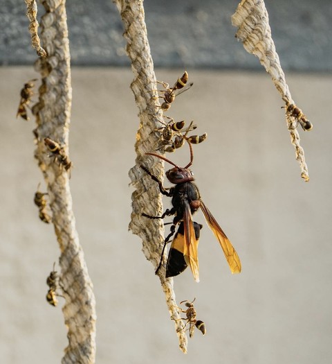 hình nền parasitism, vespids