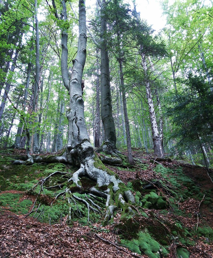 The power of roots