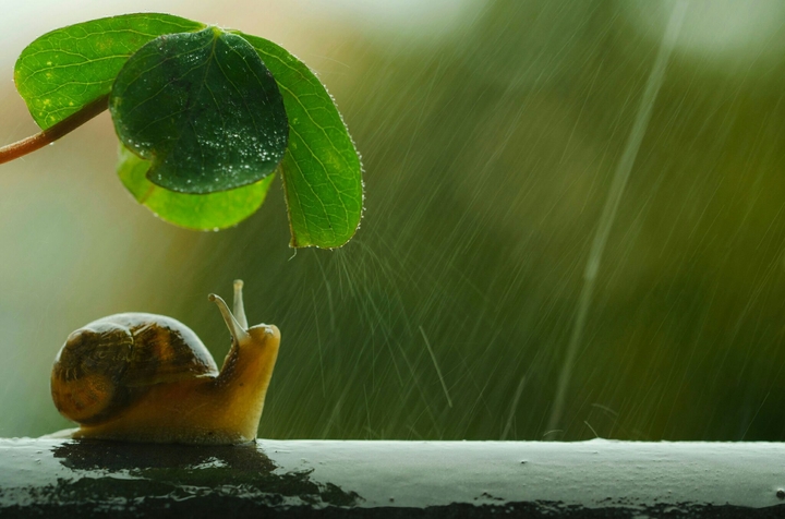 Snail