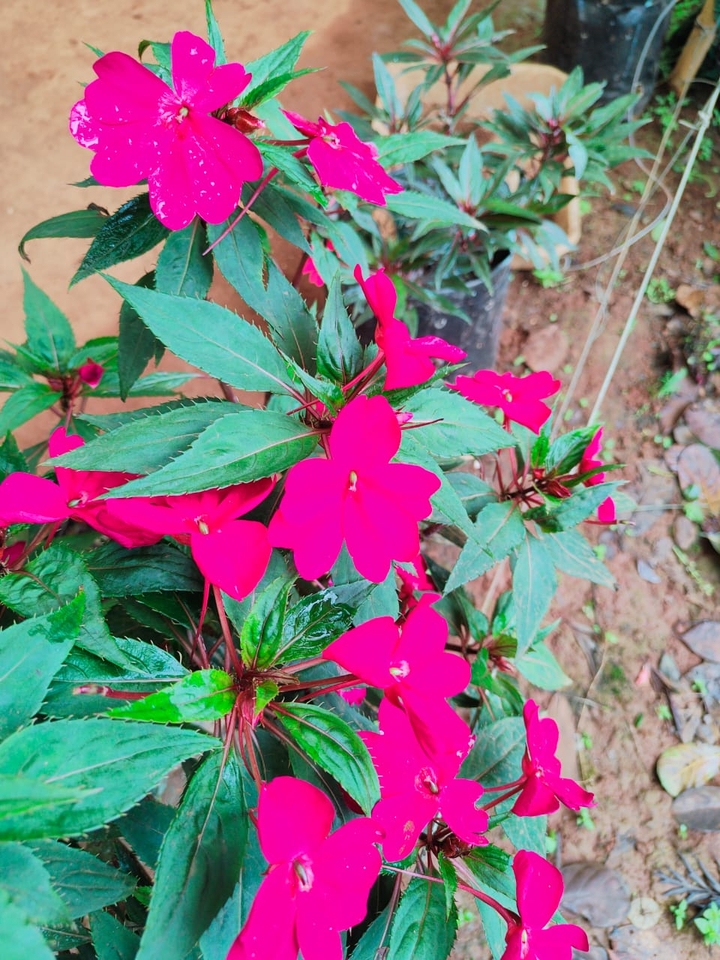 Impatiens walleriana