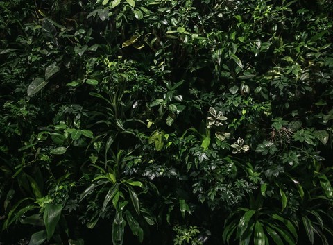 обои rainforest, jungle