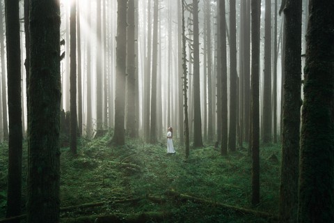 Spirit of the Forest