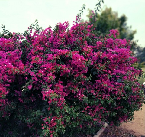pink rree