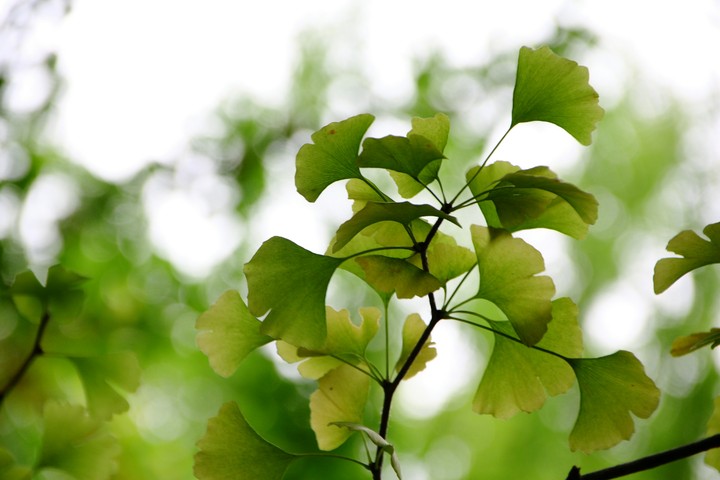 Green and White