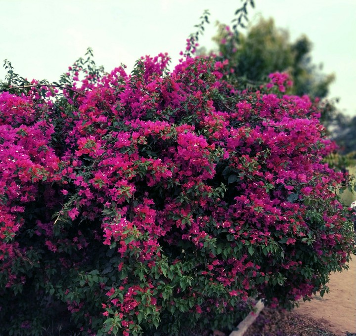 pink rree