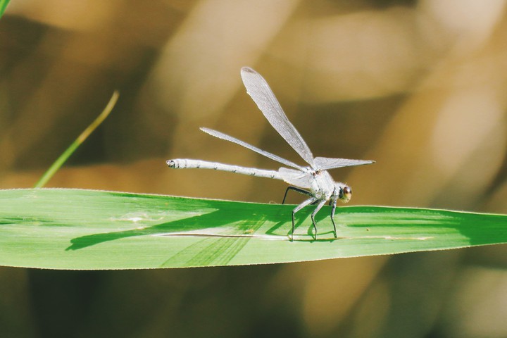Insect