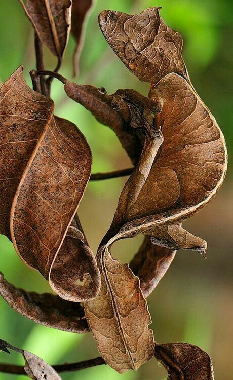 chameleon camoplase
