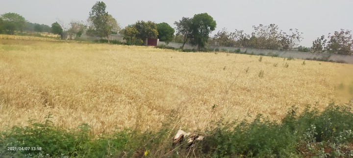 Wheat Crop