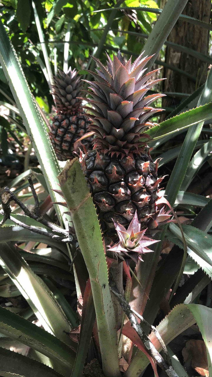 Piña | Pineapple