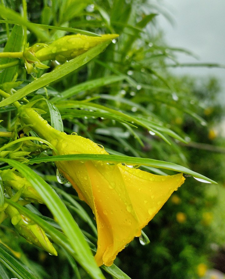 all Yellow