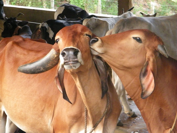 cow