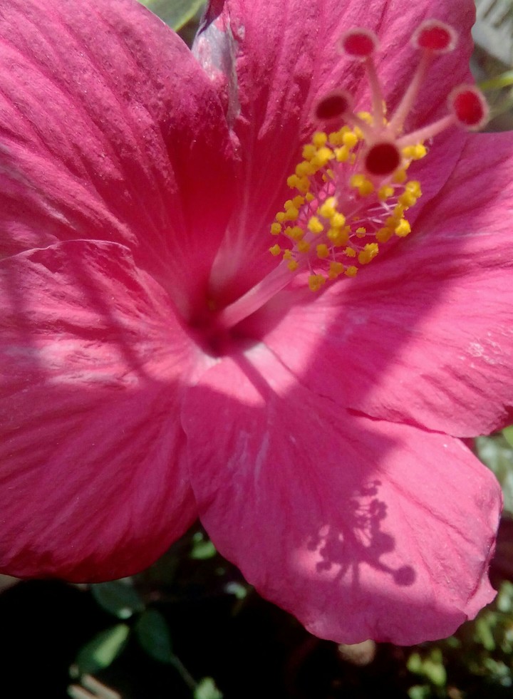wildflower