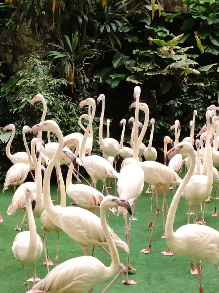 Flamingos #Jurong