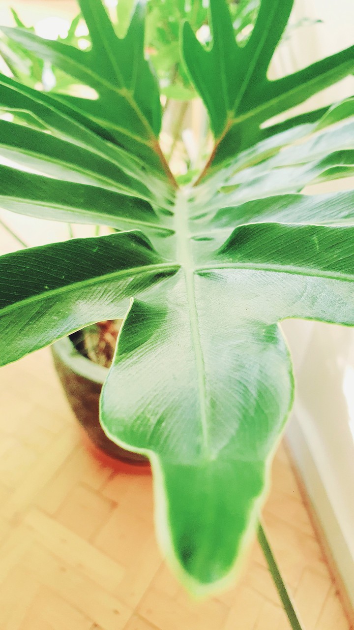 Philodendron xandal