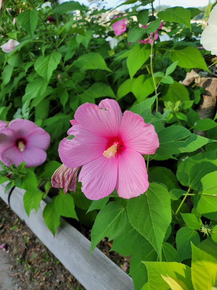 flower